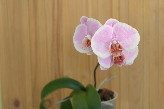 Phalaenopsis orchidee met lichtroze bloemen op houten achtergrond Hoe maak je een orchidee tot bloei concept Selectieve aandacht