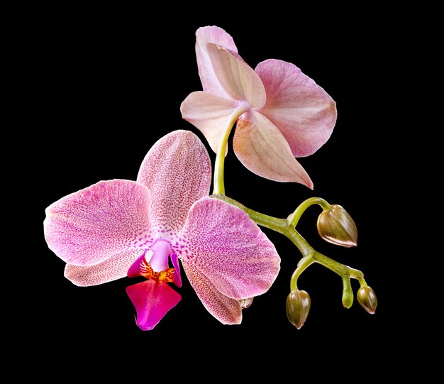 Foto phalaenopsis. orchidee op zwarte achtergrond