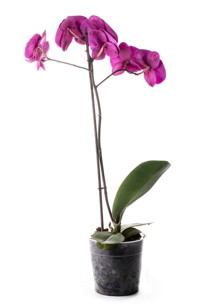 Phalaenopsis orchidee struik in een pot op een witte achtergrond