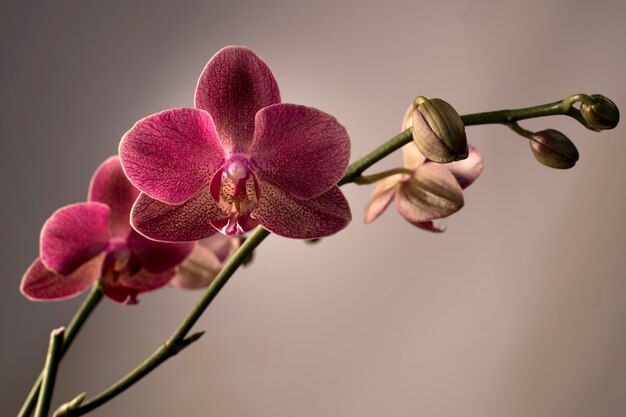 Phalaenopsis orchidee