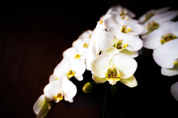 phalaenopsis orchidee