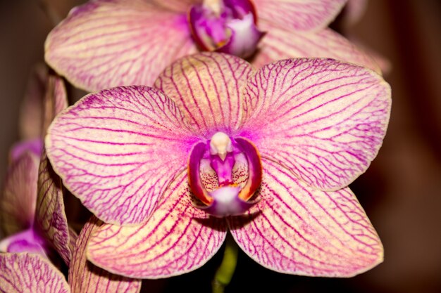 Phalaenopsis Orchideebloem, Orchideeën is de koningin van bloemen in Thailand