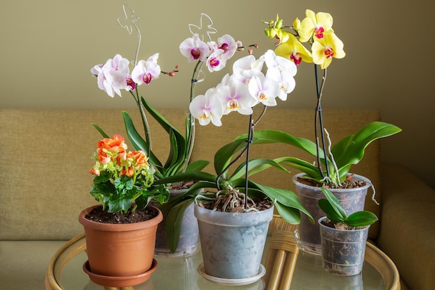 Phalaenopsis orchideeën in het interieur Kamerplanten hobby's bloemen kweken lifestyle