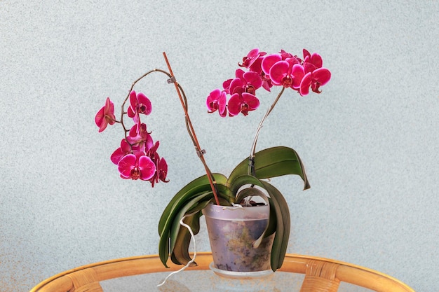 Phalaenopsis orchideeën in het interieur Kamerplanten hobby's bloemen kweken lifestyle