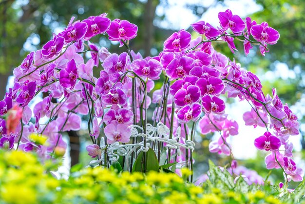 Phalaenopsis orchids flowers bloom in spring lunar new year 2022 adorn the beauty of nature