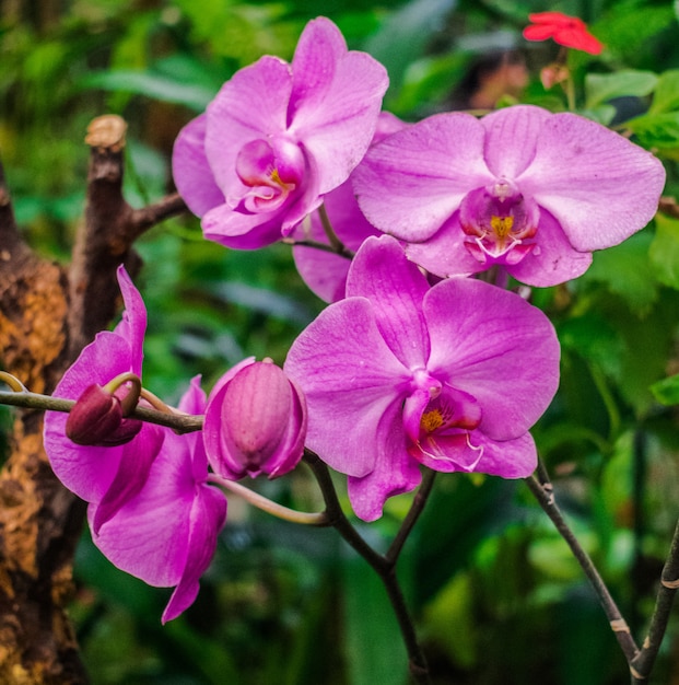 Phalaenopsis, violette orchidee