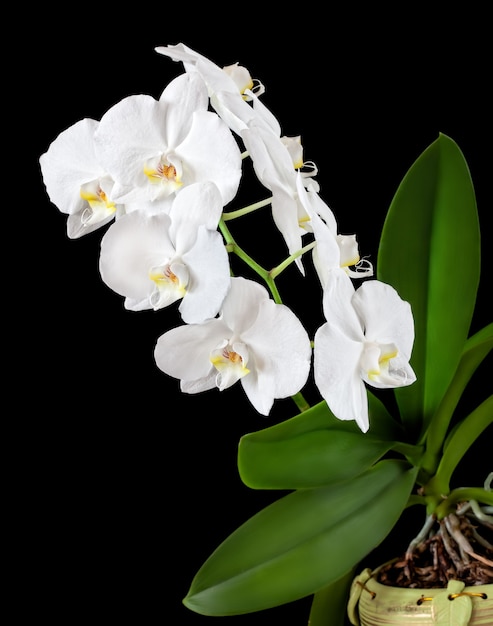 Phalaenopsis. White orchid on black background