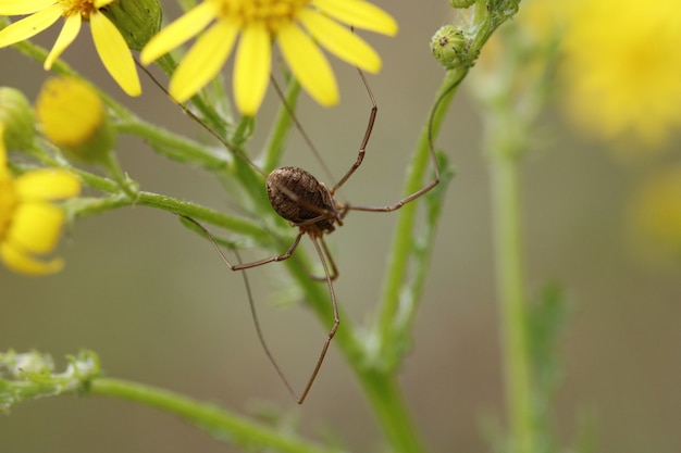 Phalangium opilio (vrouwelijk)