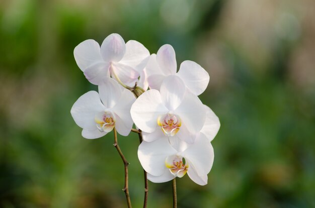 phalanopsis  orchid 