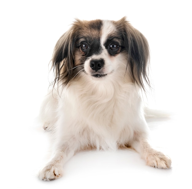 Phalene papillon hond