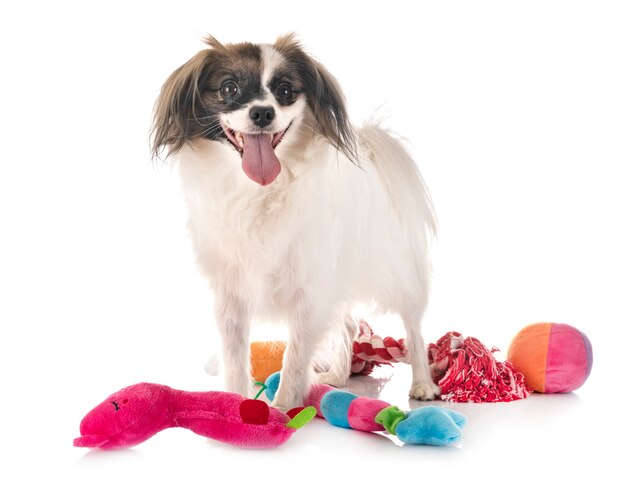 Phalene papillon hond