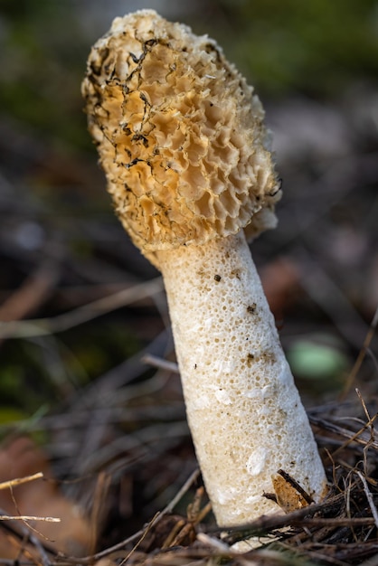 Photo phallus impudicus mushroom in its natural environment