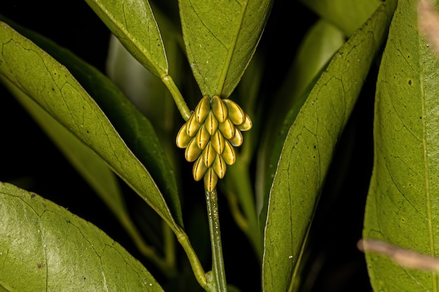 Photo phaneropterine katydid eggs