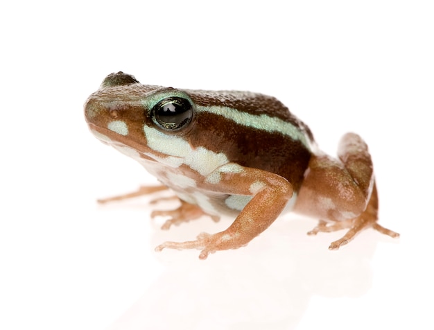 Phantasmal vergiftkikker - Tricolor Epipedobates op een geïsoleerd wit