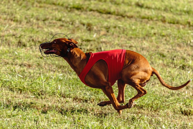 Pharaoh hound dog running in red jacket on coursing field