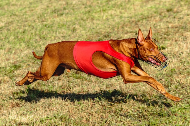 ファラオ ・ ハウンド犬が走るフィールドで赤いジャケットで実行されています。