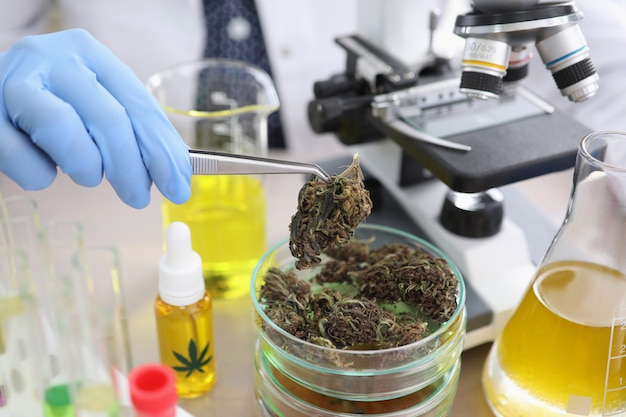 Pharmacist conducts experiment with dried hemp.