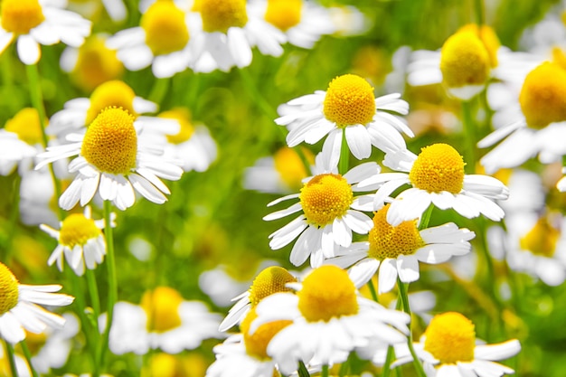 Pharmacy chamomile medicinal plant on field with white flowers