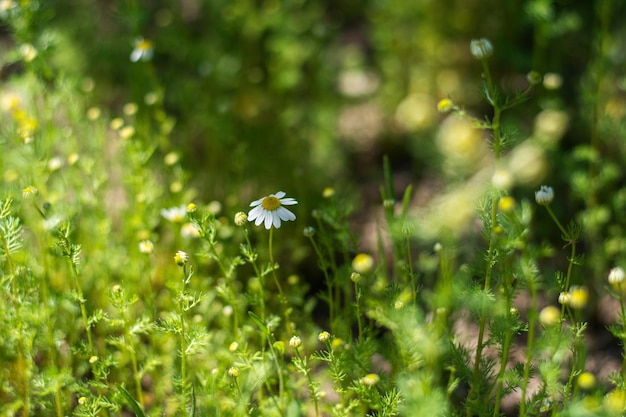 Pharmacy daisy drug Daisies in a meadow Closeup chamomiles