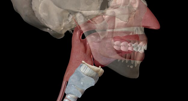 Pharynx and larynx are the structures present in the neck region of vertebrates