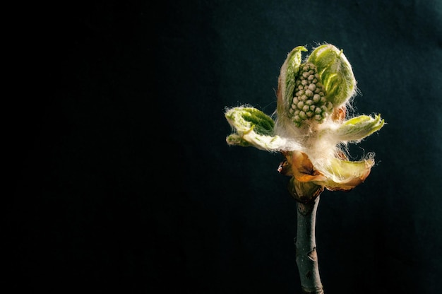 Phase of chestnut bud opening Contrast appearance