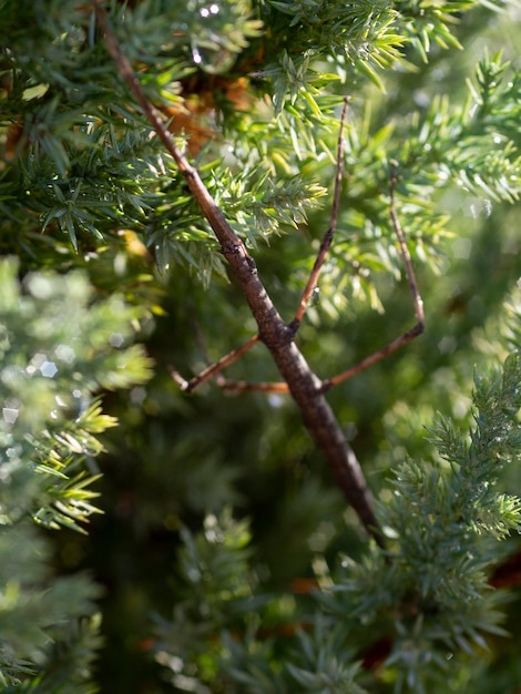 Phasmatidae posing among green foliage on a palm tree