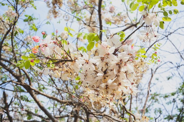Phaya Sua 꽃, Prunus cerasoides, 태국 땅의 Prunus cerasoides