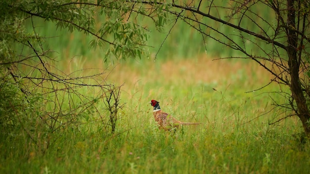 Pheasant bird Phasianus Colchicus on meadow