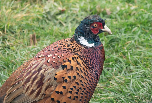 Pheasant closeup on a background of green grass