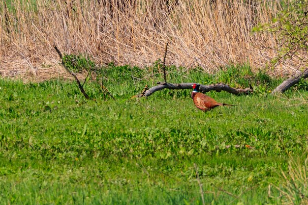 Pheasant in green grass on a meadow