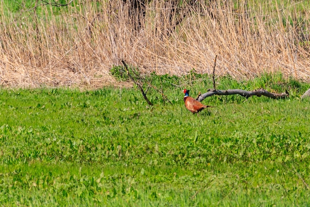 Pheasant in green grass on a meadow