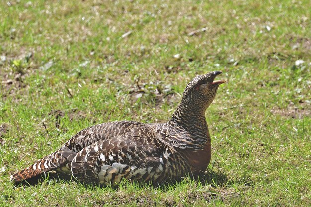 pheasant male in the grass