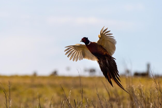 Pheasant Phasianus colchicus