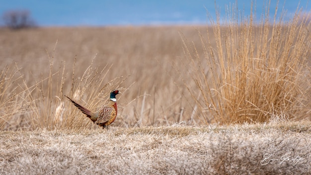 Pheasant on the Run in a field