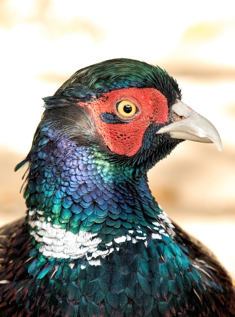 Pheasant