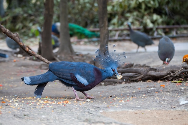 Pheasant.