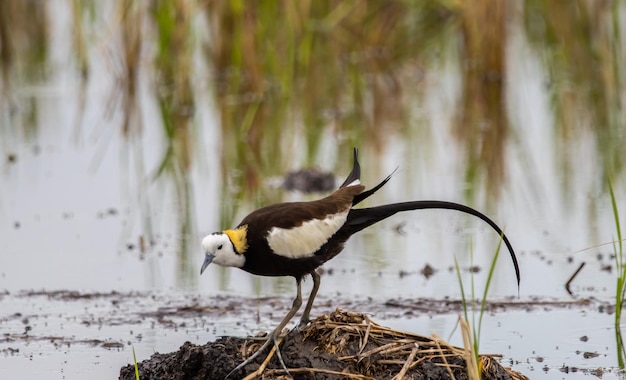 Photo pheasanttailed jacama on the ground animal portrait