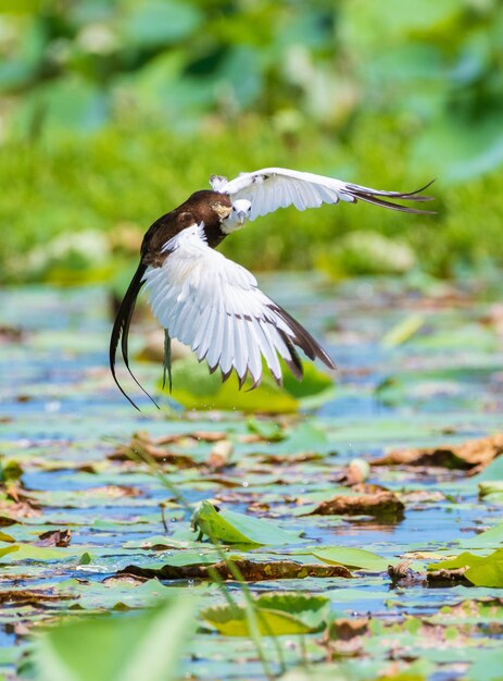 Pheasanttailed jacana landing onto the vegetation of the lake