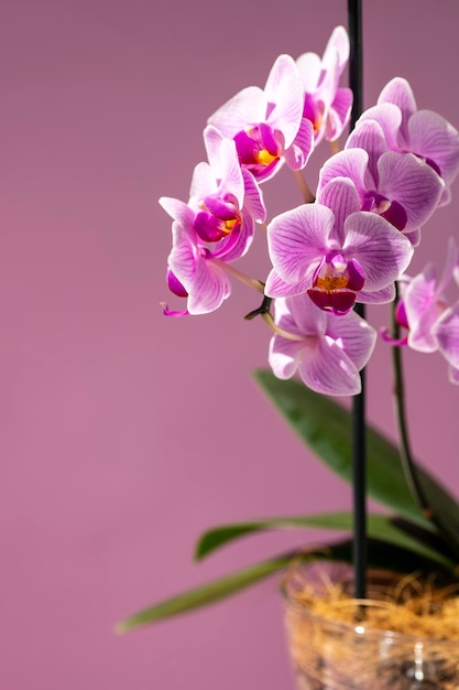 Фото Орхидея феленопсис цветок орхидеи на розовом фоне селективный фокус крупным планом копией пространства