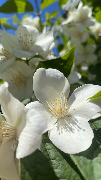 Philadelphuscoronarius甘いモックオレンジ豊かな香りの白い花を持つ低木