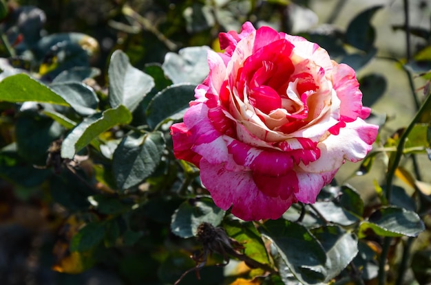 庭のフィラテリーの花ローザ