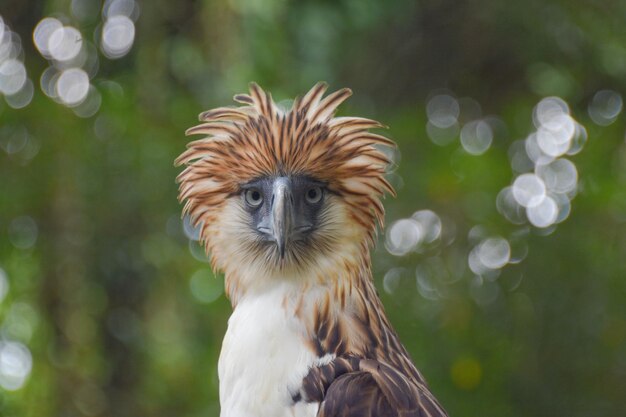 Foto aquila delle filippine