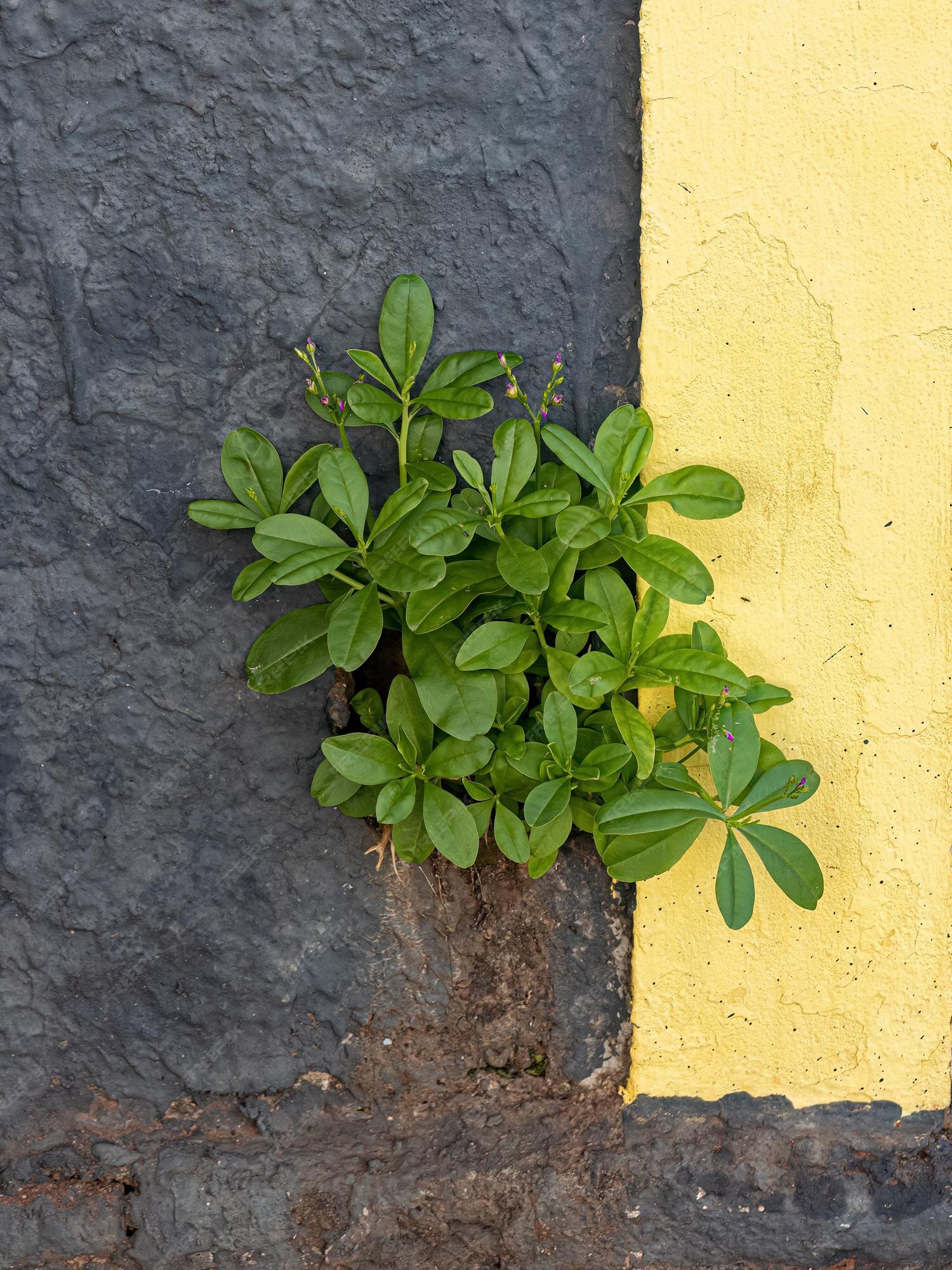 Premium Photo | Philippine Spinach Plant