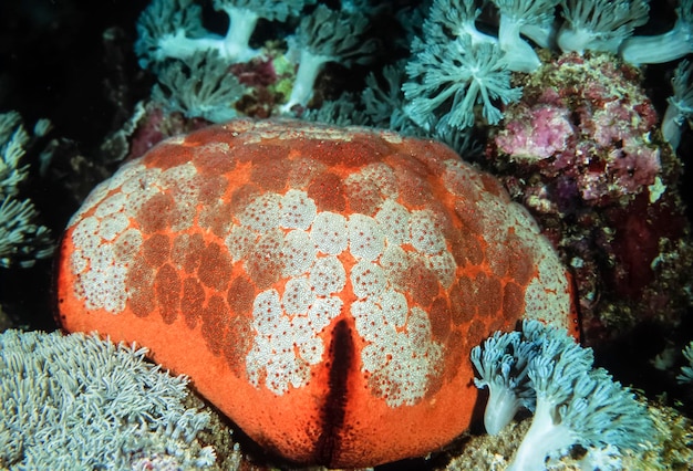 PHILIPPINES, Balicasag Island (Bohol), U.W. photo, tropical sea urchin - FILM SCAN