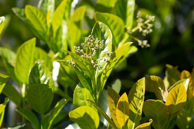 Phillyrea young green leaves and white buds selective focus background of green leaves in spring