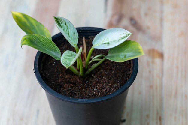 Philodendron Birkin plant met witte schakering