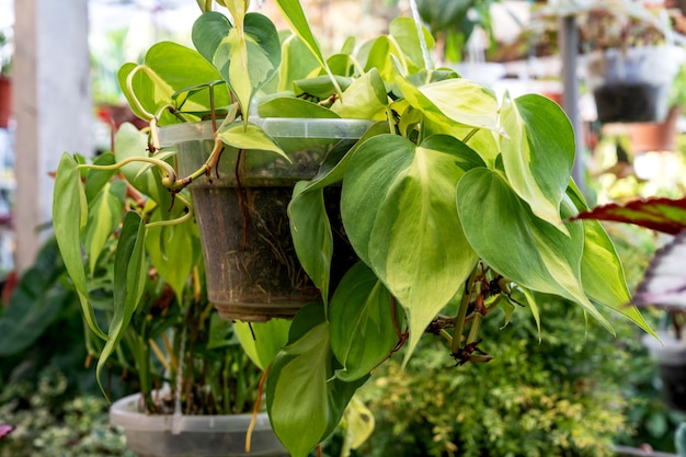 フィロデンドロン・ブラジル・ヘデラセウム (Philodendron Brasil hederaceum) は,吊り鉢に飾られた多彩なハートの葉です.