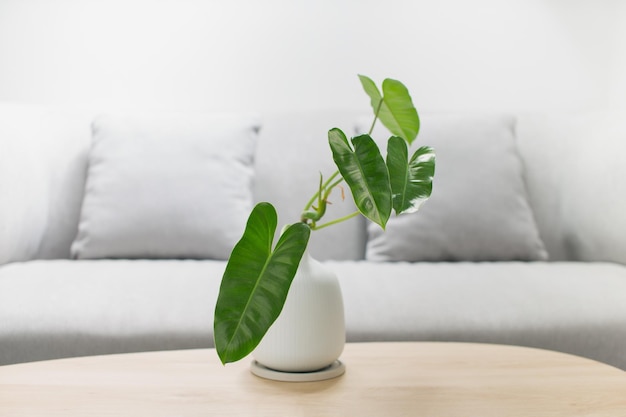 Philodendron burle marx in a white vase on a wooden table