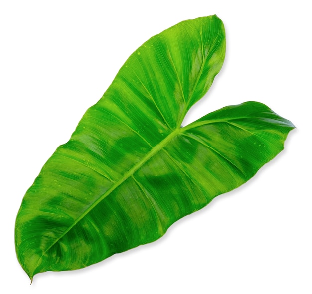 Philodendron burle marxii groen blad geïsoleerd op een witte achtergrond. blad uitknippad