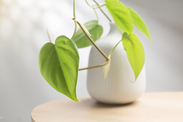 Philodendron crème plons in witte vaas op houten tafel